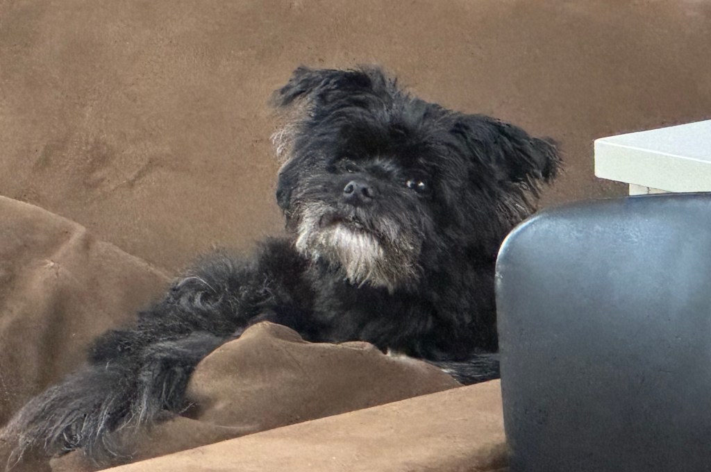 A small, long-haired black dog with gray on her chin lounges on a brown couch cushion.